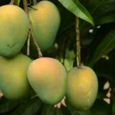 Picture of Khirsapat Mango | খিরসাপাত আম – (5 Kg)