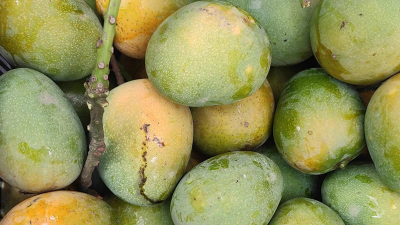 Picture of Gopalbhog Mango | গোপালভোগ আম-(10Kg)