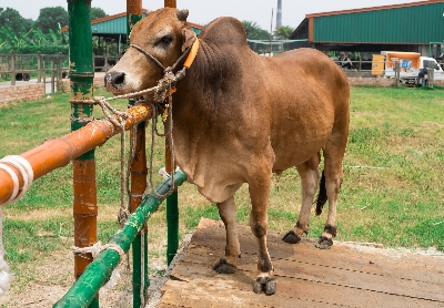 Picture of Local bull - 380 KG - 24+ Months - Tag 1726