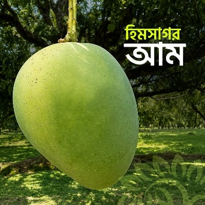 Picture of প্রিমিয়াম কোয়ালিটির হিমসাগর আম ২৪ কেজি ক্যারেট