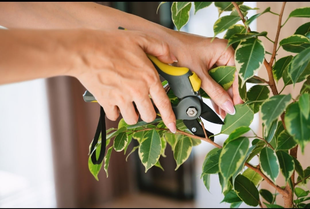 Picture of Professional Garden Pruner Scissors – Sharp Stainless Steel Bypass Secateur for Plant & Branch Cutting