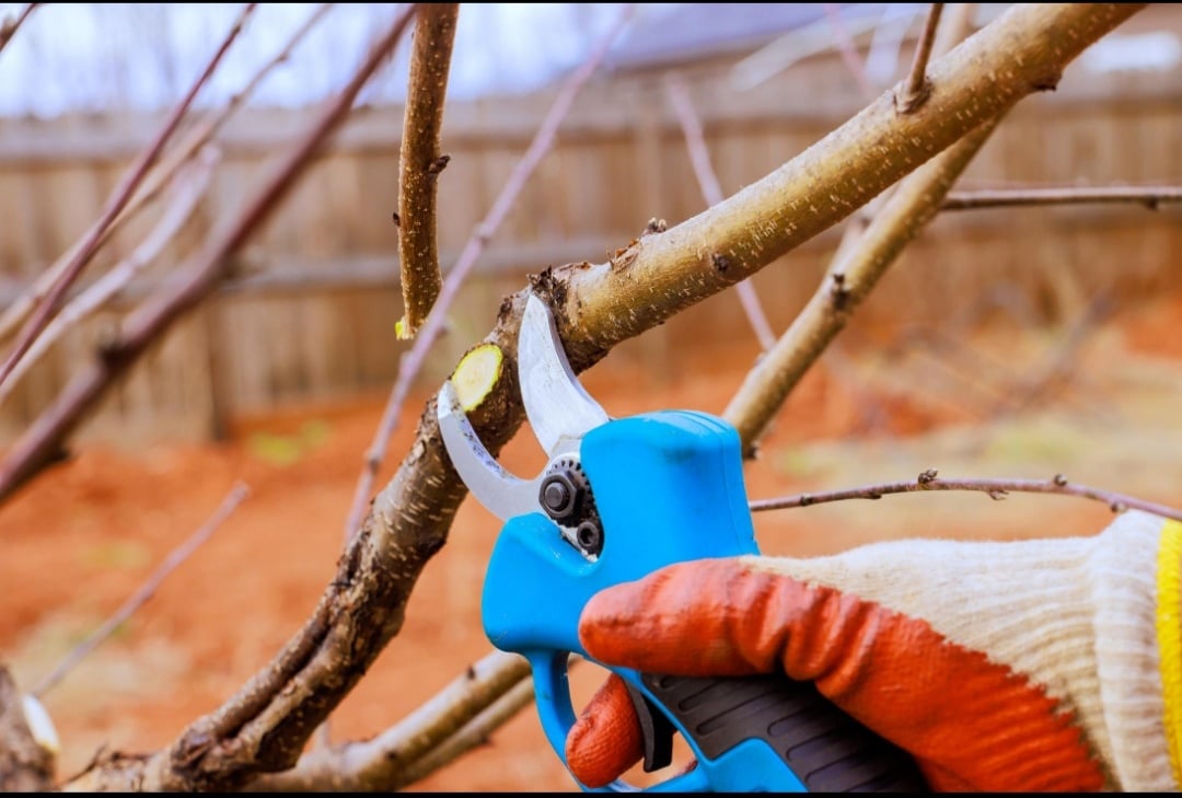 Picture of Professional Garden Pruner Scissors – Sharp Stainless Steel Bypass Secateur for Plant & Branch Cutting