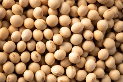 Picture of Soybean Seeds - 1 Kg