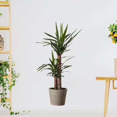 Picture of Removable Vinyl Wall Stickers for Living Room Bedroom Sofa Background Wall Stickers Home Decor KL36100-Green