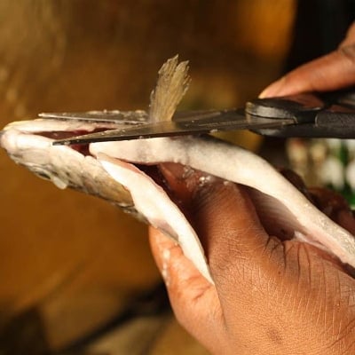 Picture of Fish Cutter Scissor