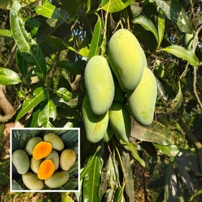 Picture of আমরুপালি ১০ কেজি 