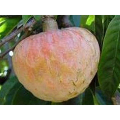 Picture of Custard apple organic fruit seeds for garden or plant-10 seeds (Ata Gash Seed)