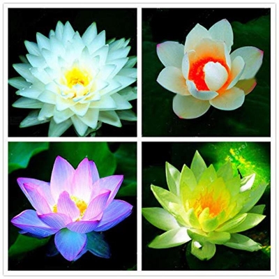 Picture of Big publicity! Padma bonsai seeds, Padma seeds, bowls of Padma garden-4 pice