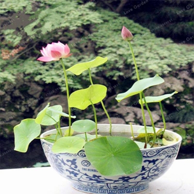 Picture of 5 pc/pack bowl Padma bonsai seed aquatic plant flower bonsai pot padma water lili seed bonsai
