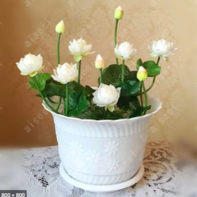 Picture of American White Lotus Flower Seeds -5 PCS (American White Padma Seed)