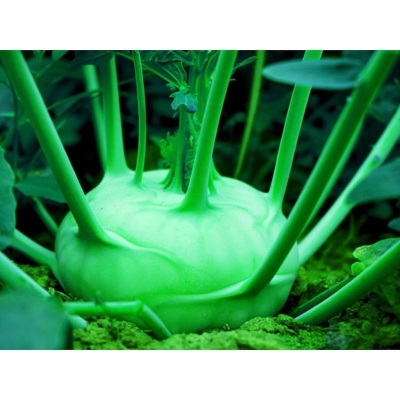 Picture of Olkopi Vegetable Seed-50 Piece (olcopy Seed 5 Pitch)