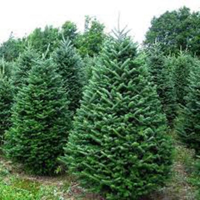 Picture of Fir tree seeds -30 pcs (seeds of cedar trees) global seeds