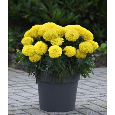 Picture of Mergold Flower Bonsai Seed -100 Piece (Thoca Pile) Global Seeds