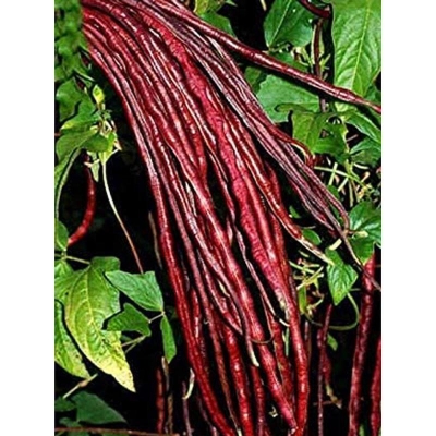 Picture of Red Long Bean Seeds (the seeds of red barn) 10+pieces