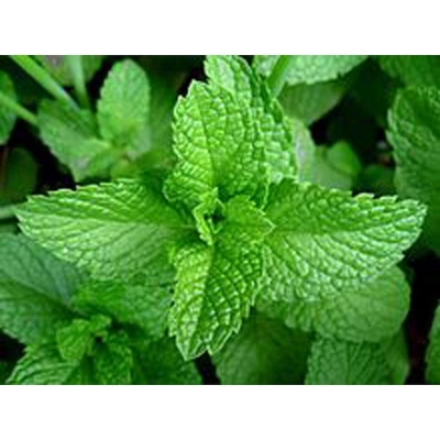 Picture of Pudina/ Mint Seeds 100 PCS (Mint's Biz) Intake Packet.