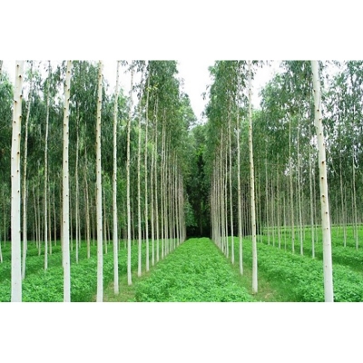 Picture of sagun tree seed 10 Pse