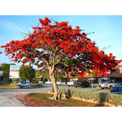 Picture of Krisnochura Seeds -20 Pcs flower seeds