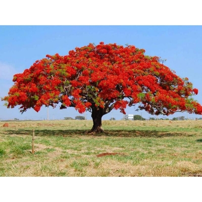 Picture of Krisnochura Tree Seeds -10 Pieces
