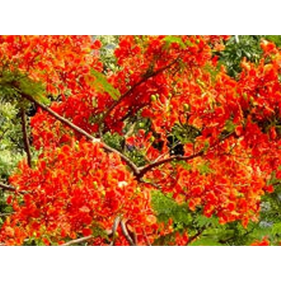 Picture of Krisnochura Tree Seeds -10 Pieces