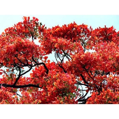 Picture of Krisnochura Red Nice Beautiful Flower Tree Seeds -10 Pieces