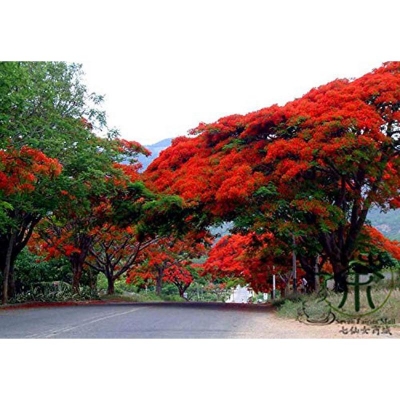 Picture of Krisnochura Red Nice Beautiful Flower Tree Seeds -10 Pieces /*