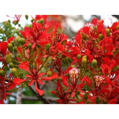 Picture of Krisnochura Tree Seeds -10 Pieces seeds -10 pse