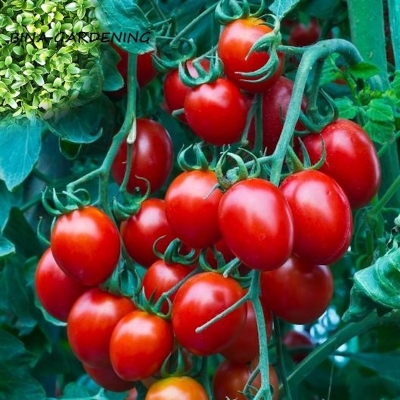 Picture of Hybrid BARI-11 Tomato Seeds  50 Pse Seed