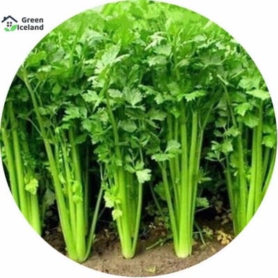 Picture of All Season Hybrid  Coriander leaves seeds  100 +pcs