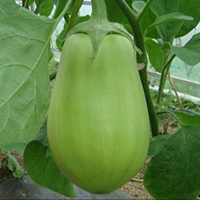 Picture of KG Begun (Bari 12) 30 pcs seeds Hybrid Quality