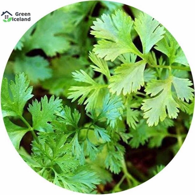 Picture of Dhoniya Pata Seeds - 50 + Pcs Seeds