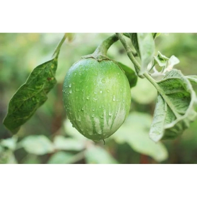 Picture of All Season Green Brinjal - 40= pcs F1 Hybrid Seeds