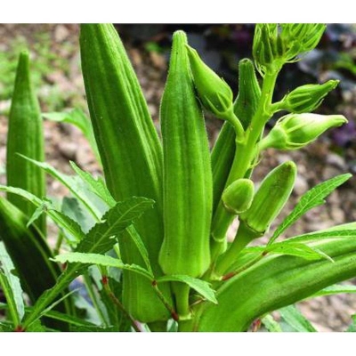 Picture of Green dharos seeds 20 pice + gift