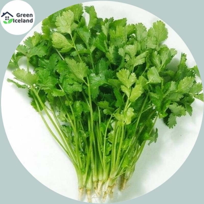Picture of All seasonal coriander leaves-seed seeds 60 + Pse