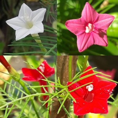 Picture of Kunjo Flower - 10 pcs Seed - 3 Color Mix. +Gift