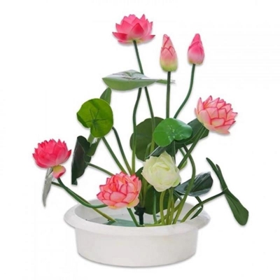 Picture of 10 Piece Padma Seeds Lily Global Seeds Bonsai Bonsai Good to see the small size of the mixed color