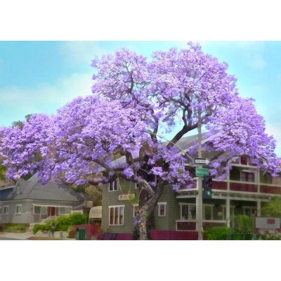 Picture of 10 Piece Jacchanda Seed Bonsai Seed In-Cind Shooting Home Garden Plant Seeds