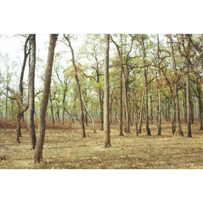 Picture of Sisoo tree seeds (baby g seed) -30 pc seeds of tall sized trees for planting everywhere