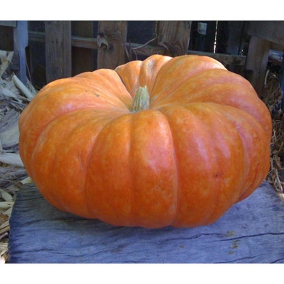 Picture of European pumpkin bonsai seed -20 pice (global seed)