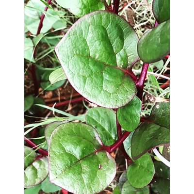 Picture of Red puishak mota data seeds (the seeds of coarse data red pushes) - 10 pieces