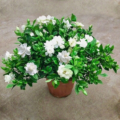 Picture of Gardenia Bulbs Cape Jasmine Tree -10 Piece Seeds