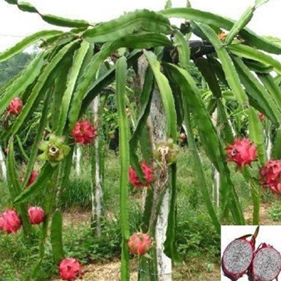 Picture of Bonsai pita fruit tree seed-seed-5 pce seeds