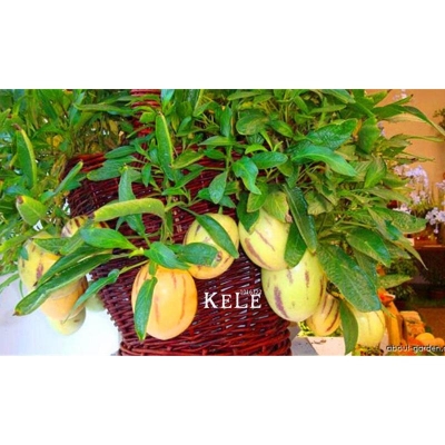 Picture of Mini Sweet Rettlen Bonsai Watermelon Bonsai Seed - 1 Piece