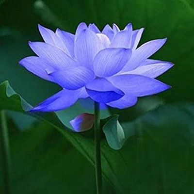 Picture of 10 Piece/Bag Padma Flower Padma Bonsai Paper Seed Bowy Padma Water Lily Tree The Lilly Tree of Lilly Seeds