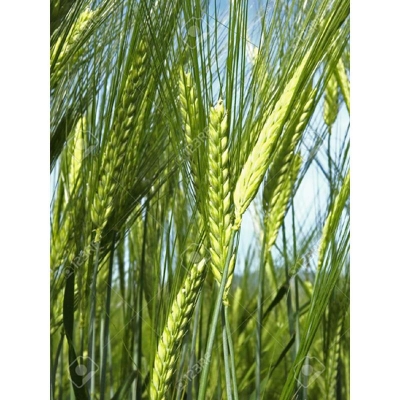 Picture of Wheat Seed -100 Piece (Wheat Biz)