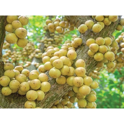 Picture of Latkan Tree Seeds -05 PCS (Biz of pendant tree)