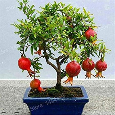 Picture of Seeds of pomegranate tree 20 pice (global seeds)