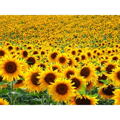 Picture of Seeds of sunflower trees -25 pice (global seeds)