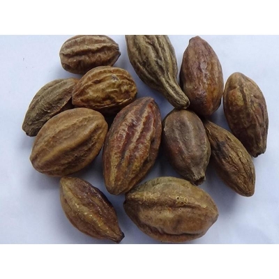 Picture of Chrysanthemum tree seeds -05 pcs (seed seeds)