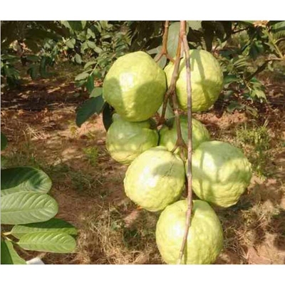Picture of Thai 7 Guava Seed (Thai 7 Guava Seeds- 25 Pisce) (Global Seeds)
