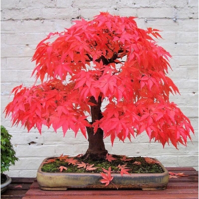 Picture of 10 Piece Canada Mini Red Maple Bonsai Garden DIY Bonsai Maple Seeds